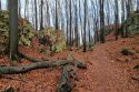Jura Krakowsko-Częstochowska - Rezerwat Pazurek