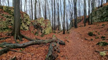 Jura Krakowsko-Częstochowska - Rezerwat Pazurek