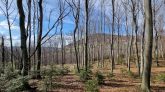 Beskid Wyspowy - Cubla Góra i Grodzisko