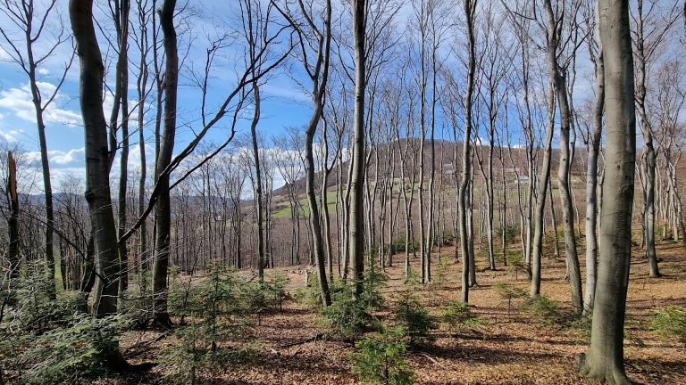 Beskid Wyspowy - Cubla Góra i Grodzisko