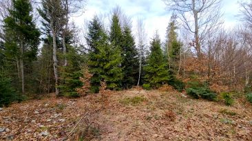 Beskid Wyspowy - Cymbałowa