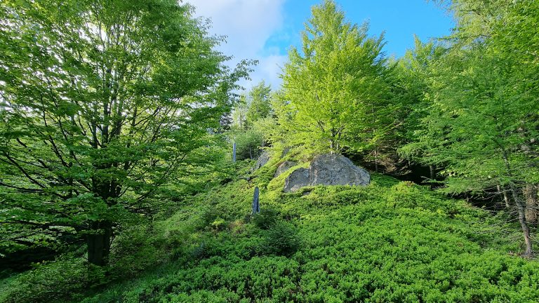 Beskid Sądecki - Jasiennik