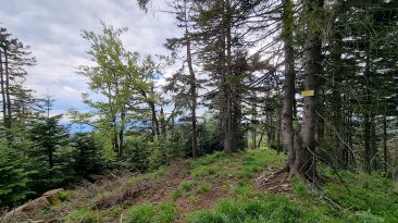 Beskid Sądecki - Wielka Przehyba