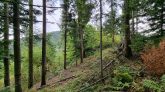 Beskid Wyspowy - Czechówka