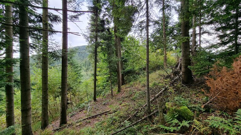 Beskid Wyspowy - Czechówka