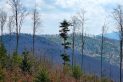 Beskid Żywiecko-Orawski - Czerniawa Sucha