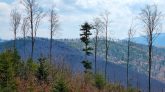 Beskid Żywiecko-Orawski - Czerniawa Sucha