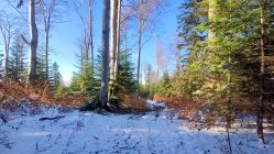 Beskid Niski - Sołtysia Góra