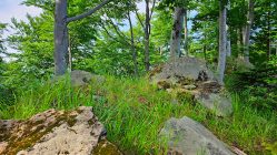 Beskid Sądecki - Góra Konieczna