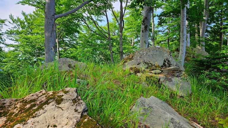 Beskid Sądecki - Góra Konieczna