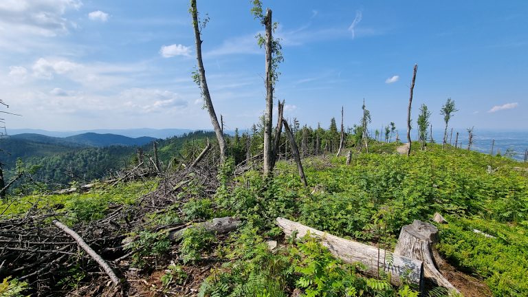 Beskid Sądecki - Złomisty Wierch