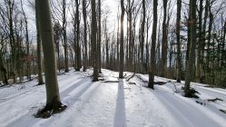 Beskid Sądecki - Zadnie Góry