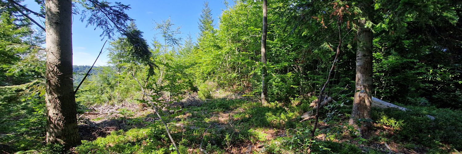 Beskid Sądecki - Świniarki