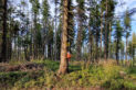 Beskid Żywiecko-Orawski - Uszczawne Wyżne