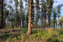 Beskid Żywiecko-Orawski - Uszczawne Wyżne