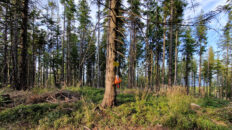 Beskid Żywiecko-Orawski - Uszczawne Wyżne