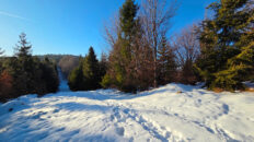 Beskid Żywiecko-Kysucki - Kozia Grapa