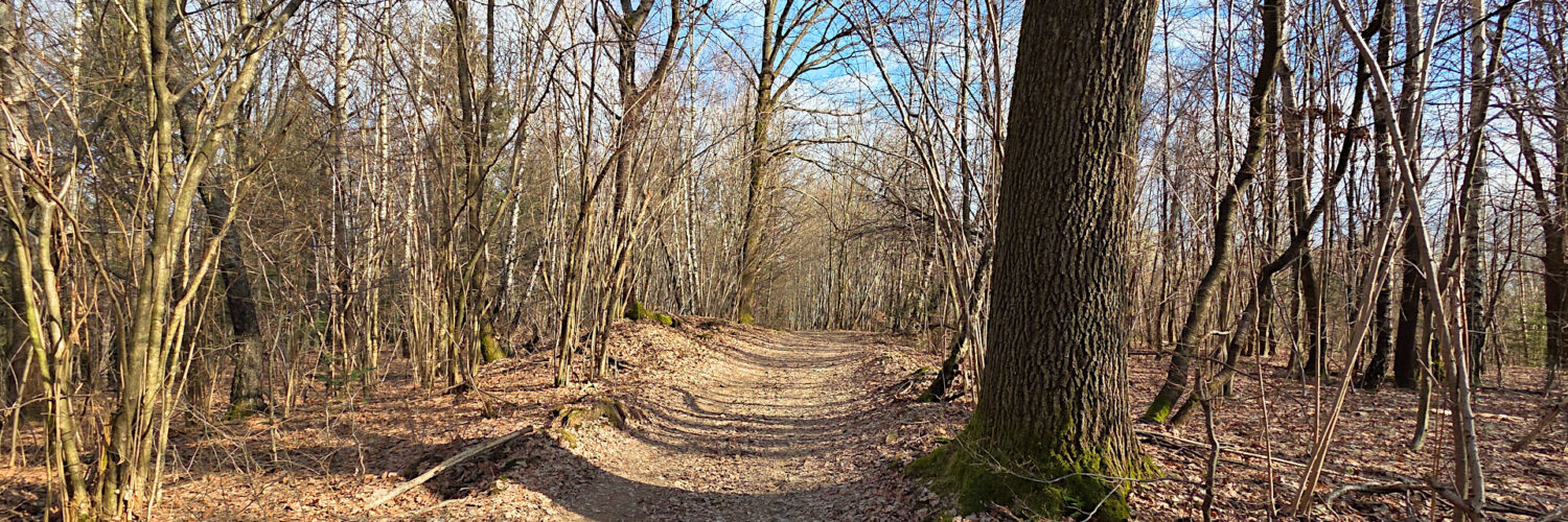 Pogórze Rożnowskie - Rogożowa Góra